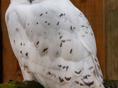 Sneeuwuil - De Zonnegloed - Dierenpark - Dieren opvangcentrum - Sanctuary
